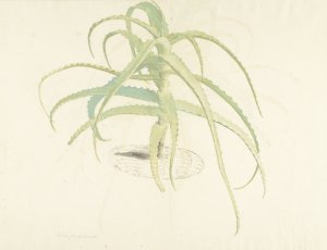 Aloe perfoliata by Herman Saftleven Oil Painting