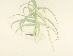 Aloe perfoliata Oil painting by Herman Saftleven