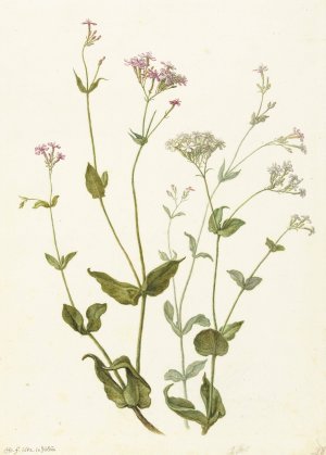 Bladder Senna and Sticky Catchfly by Herman Saftleven Oil Painting