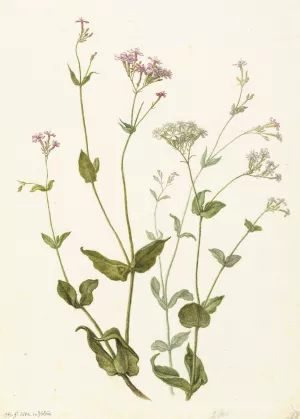 Bladder Senna and Sticky Catchfly by Herman Saftleven Oil Painting
