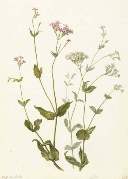 Bladder Senna and Sticky Catchfly  by Herman Saftleven - Hand-Painted Oil Painting Reproduction