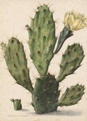 Bloeiende vijgcactus by Herman Saftleven Oil Painting