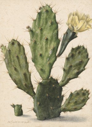 Pear Cactus in Bloom by Herman Saftleven Oil Painting