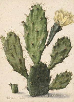 Pear Cactus in Bloom by Herman Saftleven Oil Painting