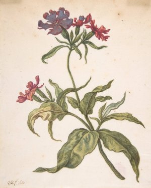 Study of a red catchfly by Herman Saftleven Oil Painting