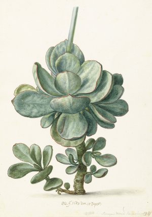 Vetplant by Herman Saftleven Oil Painting