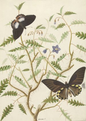 Een bloesemende struik met twee uitheemse vlinders by Hermanus De Wit Oil Painting