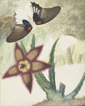 Twee vlinders en een vijfbladige geel-paarse bloem by Hermanus De Wit Oil Painting