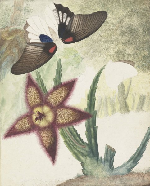 Twee vlinders en een vijfbladige geel-paarse bloem  by Hermanus De Wit - Hand-Painted Oil Painting Reproduction