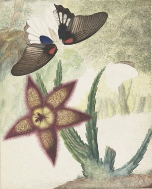 Twee vlinders en een vijfbladige geel-paarse bloem by Hermanus De Wit Oil Painting