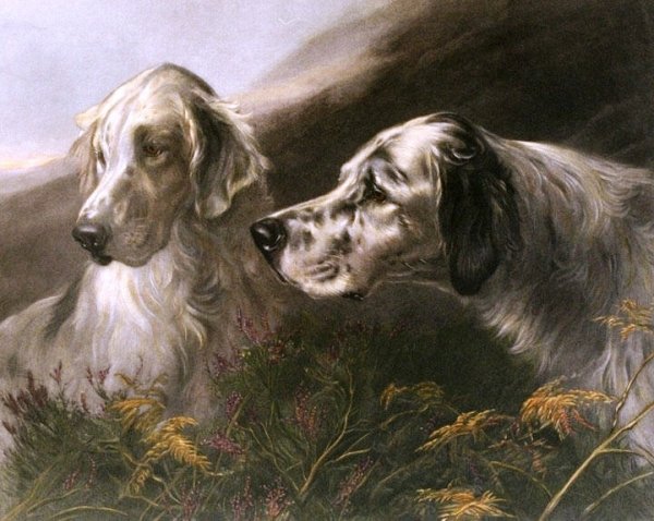 Main Product Photo of Setters at Work Painting by Heywood Hardy