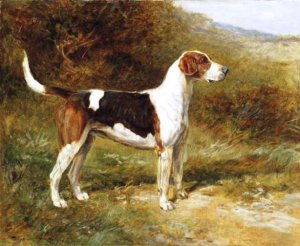 Sunshine, a Foxhound of the Quorn by Heywood Hardy Oil Painting