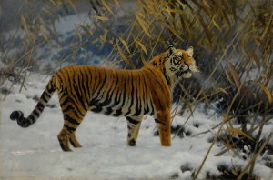 A Tiger Prowling In The Snow by Hugo Ungewitter Oil Painting