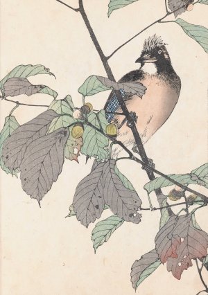 Keinen kacho gafu, Pl.28 by Imao Keinen Oil Painting