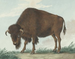 Bison by Isaac Van Haastert Oil Painting