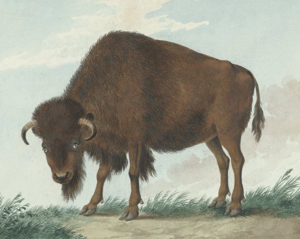 Bison  by Isaac Van Haastert - Hand-Painted Oil Painting Reproduction
