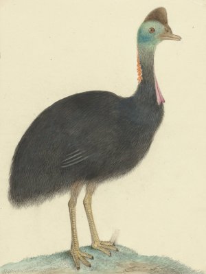 Kasuaris by Isaac Van Haastert Oil Painting