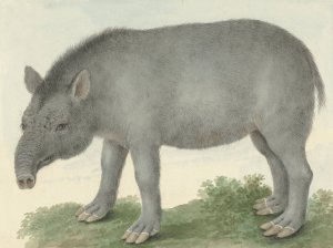 Tapir by Isaac Van Haastert Oil Painting