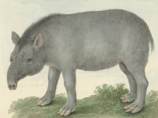 Tapir  by Isaac Van Haastert - Hand-Painted Oil Painting Reproduction