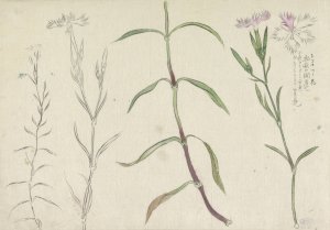 Schetsblad met studies van een wilde anjelier by Ishikawa Kazan Oil Painting