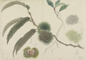 Tamme kastanjes aan een tak by Ishikawa Kazan Oil Painting