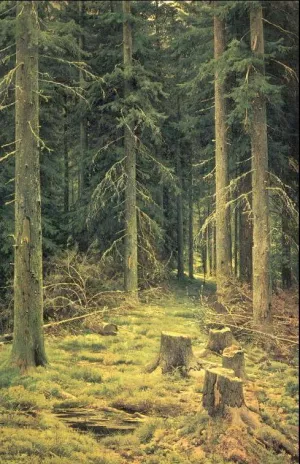 A Coniferous Forest Oil painting by Ivan Ivanovich Shishkin