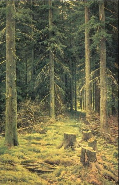 Main Product Photo of A Coniferous Forest Painting by Ivan Ivanovich Shishkin