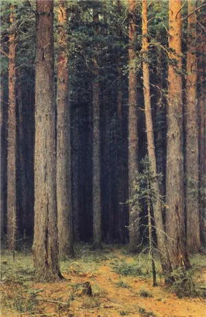 A Forest Reserve, Pine Grove by Ivan Ivanovich Shishkin Oil Painting