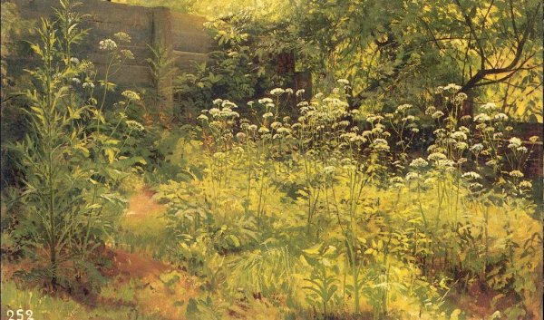 Main Product Photo of Aegopodium, Pargolovo (etude) Painting by Ivan Ivanovich Shishkin