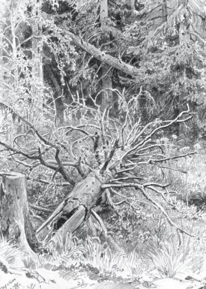 In a Forest, Falled Tree by Ivan Ivanovich Shishkin Oil Painting