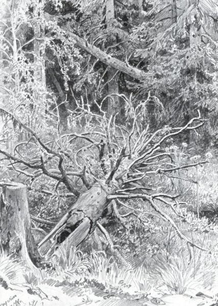 In a Forest, Falled Tree by Ivan Ivanovich Shishkin - Hand-Painted Oil Painting Reproduction