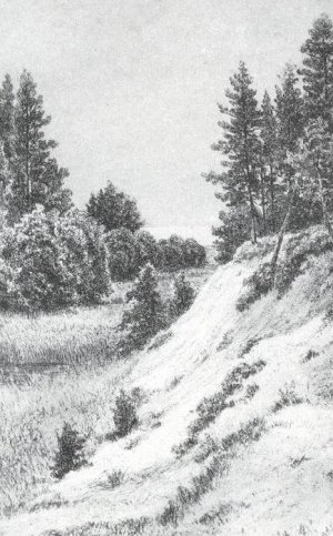 In Sestroretsk Oil painting by Ivan Ivanovich Shishkin
