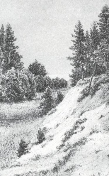 In Sestroretsk by Ivan Ivanovich Shishkin - Hand-Painted Oil Painting Reproduction