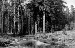 Mast Tree Grove by Ivan Ivanovich Shishkin Oil Painting