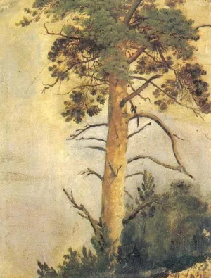 Pine on Rock Etude by Ivan Ivanovich Shishkin Oil Painting