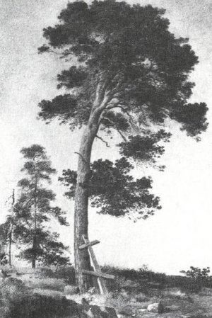 Pine on the Valaam Etude