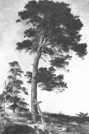 Pine on the Valaam Etude Oil painting by Ivan Ivanovich Shishkin