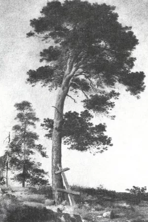 Pine on the Valaam Etude by Ivan Ivanovich Shishkin Oil Painting