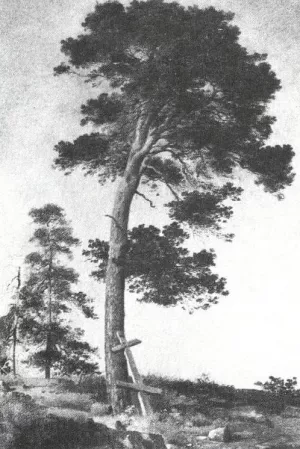 Pine on the Valaam Etude Oil painting by Ivan Ivanovich Shishkin