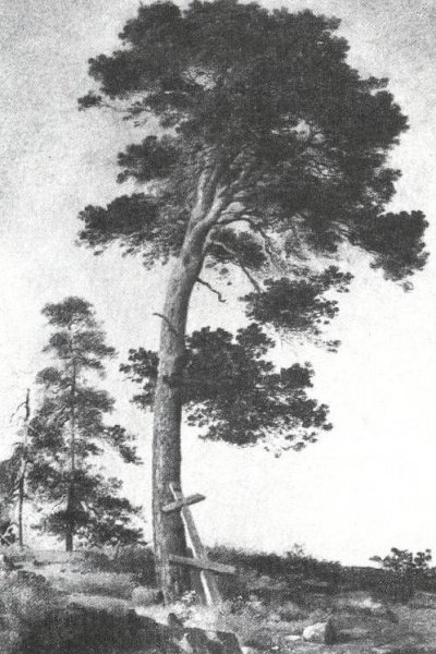 Pine on the Valaam Etude by Ivan Ivanovich Shishkin - Hand-Painted Oil Painting Reproduction