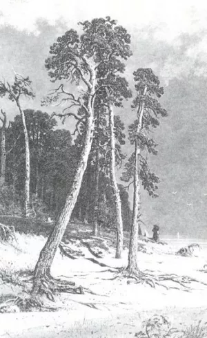 Pines Oil painting by Ivan Ivanovich Shishkin