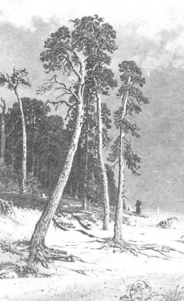 Main Product Photo of Pines Painting by Ivan Ivanovich Shishkin