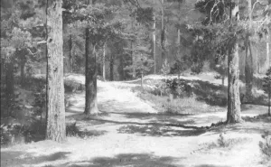 Piny Forest by Ivan Ivanovich Shishkin Oil Painting