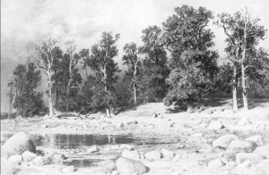 Shore of Oak Grove of Peter the Great in Sestroretsk Oil painting by Ivan Ivanovich Shishkin