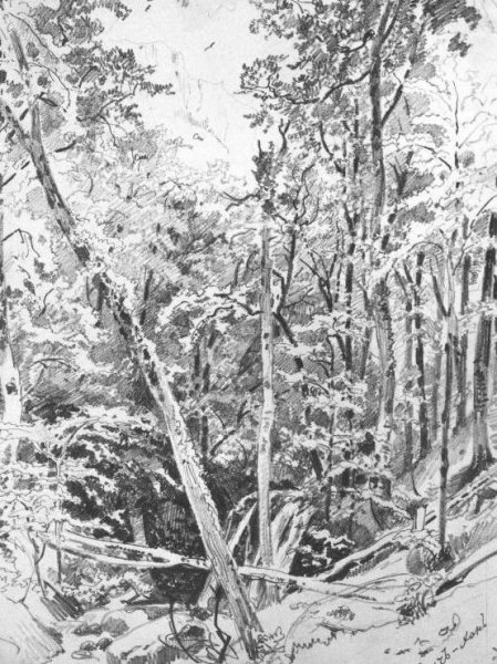 Suuch-Khan by Ivan Ivanovich Shishkin - Hand-Painted Oil Painting Reproduction