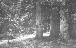 The Firs in the Park of Shuvalov by Ivan Ivanovich Shishkin - Oil Painting Reproduction