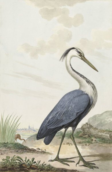 Blauwe reiger  by Jabes Heenck - Hand-Painted Oil Painting Reproduction