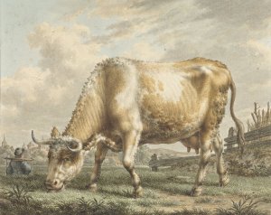Grazing Cow by Jacob Cats Oil Painting