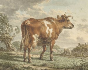Roodbonte koe in een landschap by Jacob Cats Oil Painting