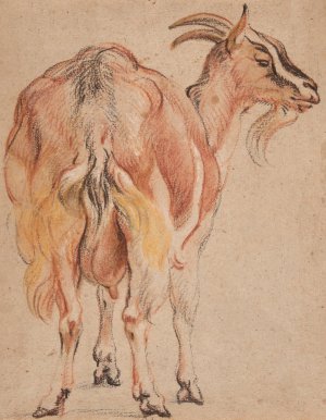 Goat by Jacob Jordaens Oil Painting